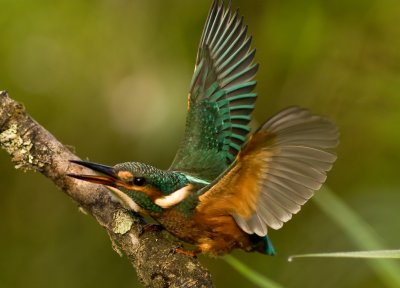 Female Kingfisher