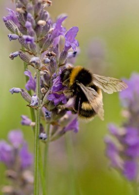 Bombous terrestris