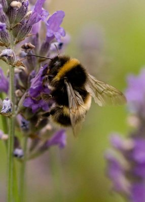 Bombous terrestris