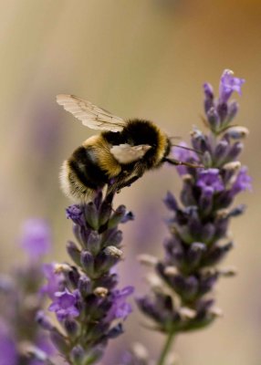 Bombous terrestris