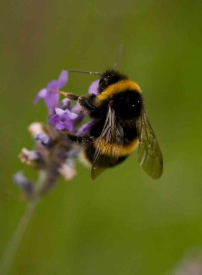 Bombous terrestris