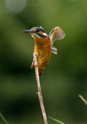 Kingfisher - Alcedo atthis  (juvenile female)