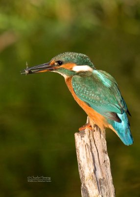 Kingfisher - Alcedo athis