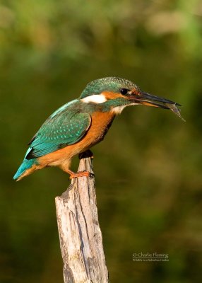 Kingfisher - Alcedo athis