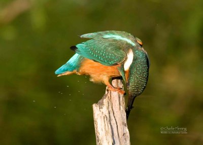 Kingfisher - Alcedo athis