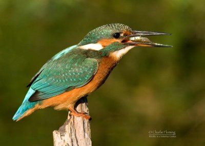 Kingfisher - Alcedo athis