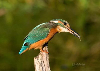 Kingfisher - Alcedo athis