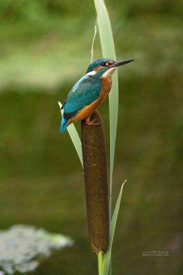 Kingfisher  male August 9  2010