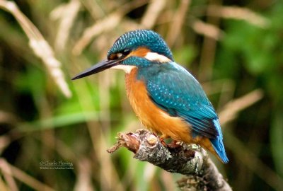 Juvenile Male Kingfisher