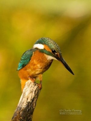 Kingfisher female