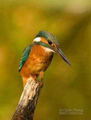 Kingfisher female