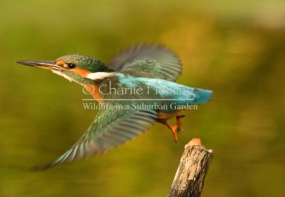 Kingfisher female