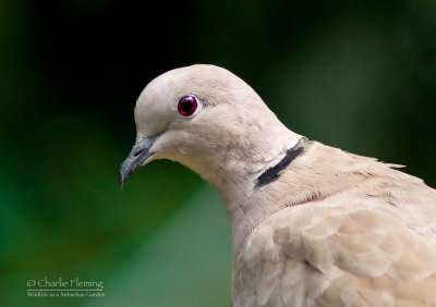 Collared Dove - Streptopelia decaocto