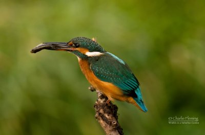 Common Kingfisher - Alcedo atthis