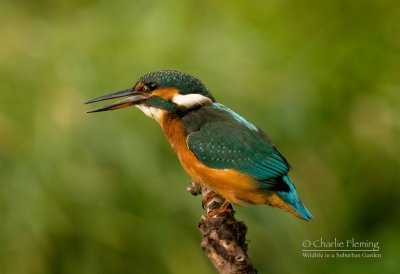 Female Kingfisher