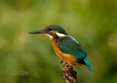 Female Kingfisher