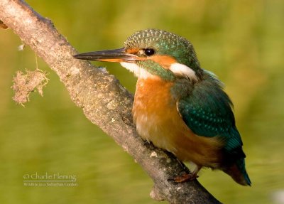 Kingfisher female 16th August 2010