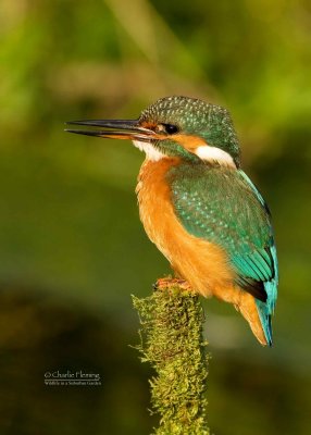 Kingfisher female