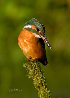 Kingfisher female