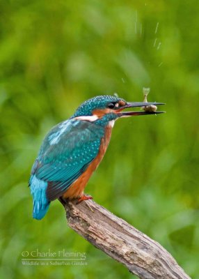 Kingfisher