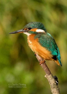 Kingfisher