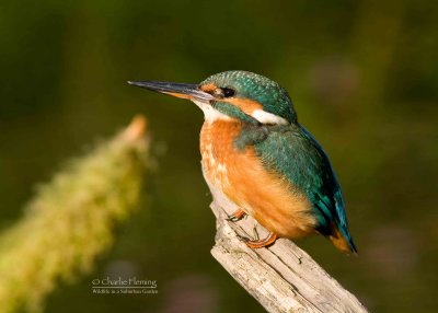Kingfisher