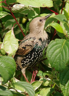 Starling