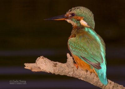 Kingfisher - Alcedo atthis  (juvenile female)