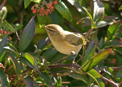 Chiffchaff -Phylloscopus collybita