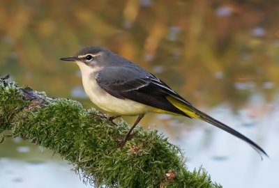 Grey Wagtail - Motacilla cinerea