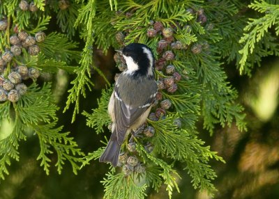 Coal Tit - Periparus ater