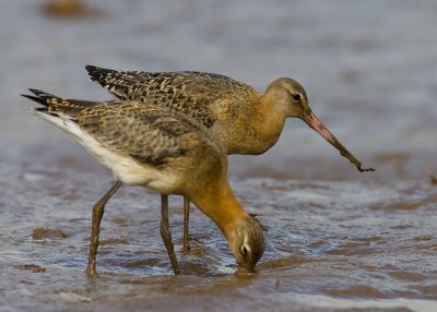 Black Tailed Godwit