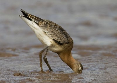 Black Tailed Godwit