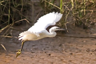 Little Egret - Egretta garzetta