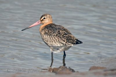 BlackTailed Godwits- Limosa limosa  iclandica