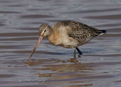 BlackTailed Godwits- Limosa limosa  iclandica