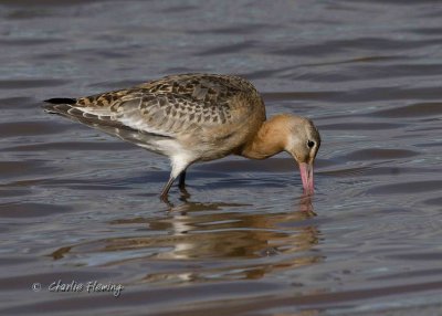 BlackTailed Godwits- Limosa limosa  iclandica