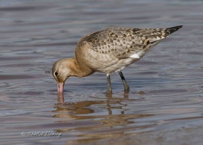 BlackTailed Godwits- Limosa limosa  iclandica