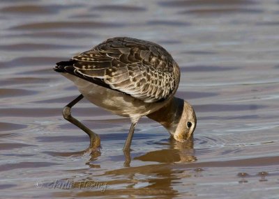 BlackTailed Godwits- Limosa limosa  iclandica