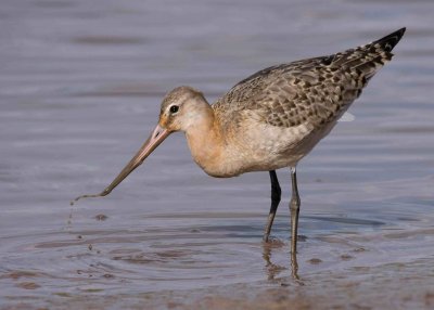 BlackTailed Godwits- Limosa limosa  iclandica