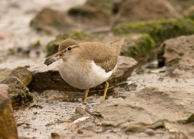 Spotted Sandpiper -  Actitis macularia