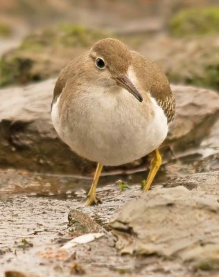 Spotted Sandpiper -  Actitis macularia