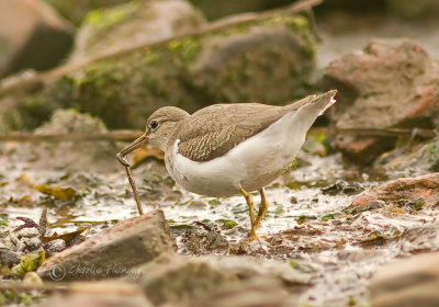 Spotted Sandpiper -  Actitis macularia