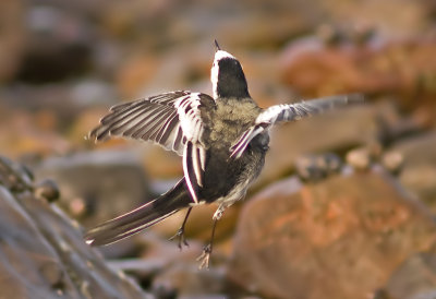 Pied Wagtail - Motacilla alba yarellii