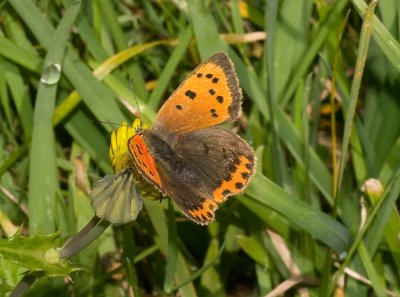 Small Copper - Lycaena phlaeas