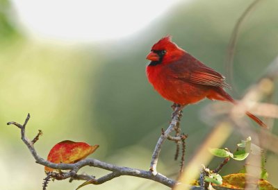 Red Cardinal