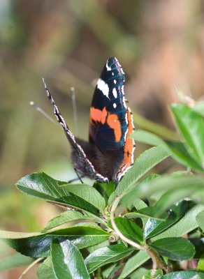 Red Admiral - Vanessa atalanta