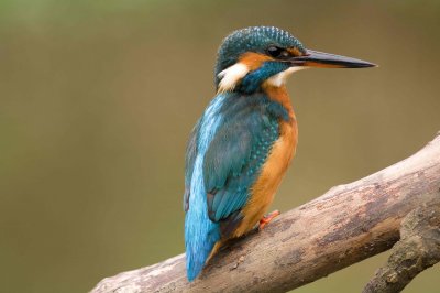 Kingfisher - Alcedo atthis