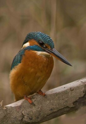 Kingfisher - Alcedo atthis