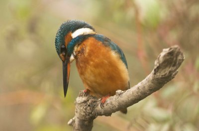 Kingfisher - Alcedo atthis